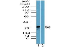 Image no. 1 for anti-Chromosome 6 Open Reading Frame 25 (C6orf25) (AA 170-220) antibody (ABIN960104)