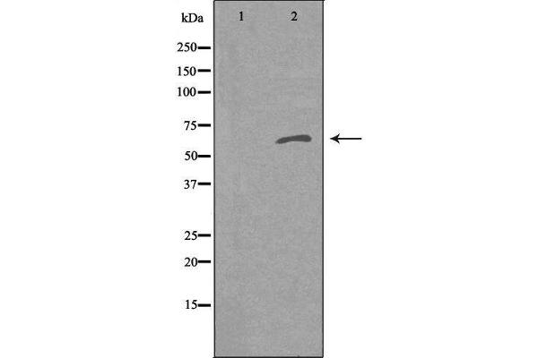 anti-Raftlin, Lipid Raft Linker 1 (RFTN1) (Internal Region) antibody