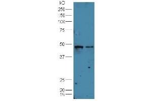 Image no. 1 for anti-Natural Killer Cell Cytotoxicity Receptor 3 Ligand 1 (NCR3LG1) (AA 51-150) antibody (ABIN1713370)
