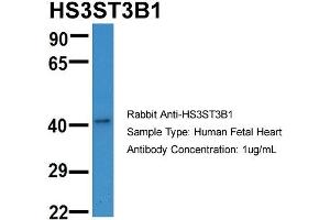 anti-Heparan Sulfate (Glucosamine) 3-O-Sulfotransferase 3B1 (HS3ST3B1) (N-Term) antibody