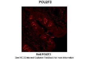 Image no. 4 for anti-POU Class 2 Homeobox 3 (POU2F3) (N-Term) antibody (ABIN2779706)