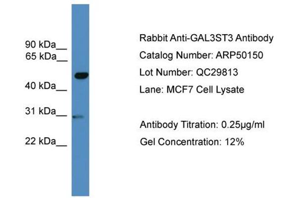 anti-Galactose-3-O-Sulfotransferase 3 (GAL3ST3) (Middle Region) antibody