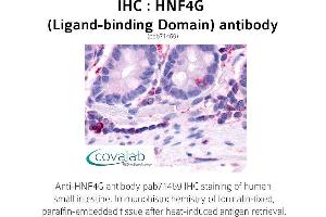 Image no. 1 for anti-Hepatocyte Nuclear Factor 4 gamma (HNF4G) antibody (ABIN1735521)