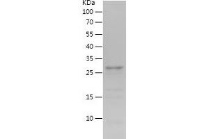 OXM Protein (AA 53-89) (IF2DI tag)