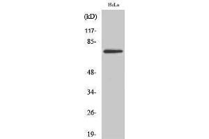 Image no. 1 for anti-T-Box 2 (TBX2) (Internal Region) antibody (ABIN3187195)