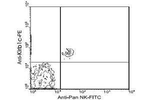 Image no. 1 for anti-Killer Cell Lectin-Like Receptor Subfamily B, Member 1 (KLRB1) antibody (ABIN534905)