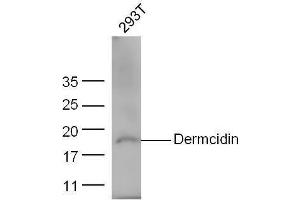 Image no. 1 for anti-Dermcidin (DCD) (AA 63-109) antibody (ABIN1713484)