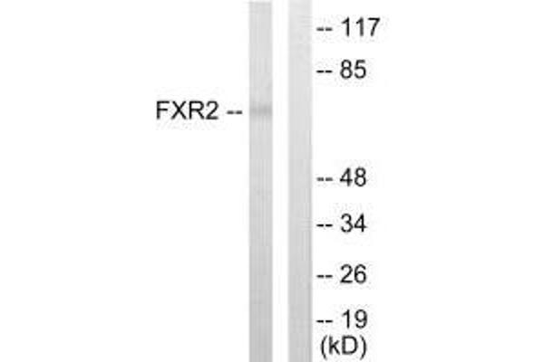 FXR2 anticorps