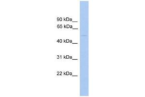 Image no. 1 for anti-Glycerate Kinase (GLYCTK) (Middle Region) antibody (ABIN2783112)