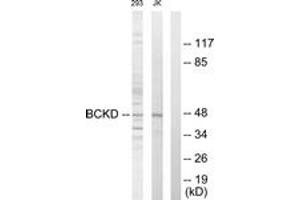 Image no. 1 for anti-Branched Chain Ketoacid Dehydrogenase Kinase (BCKDK) (AA 11-60) antibody (ABIN1533489)