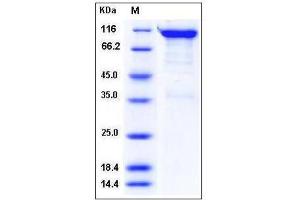 Image no. 1 for Sema Domain, Immunoglobulin Domain (Ig), Transmembrane Domain (TM) and Short Cytoplasmic Domain, (Semaphorin) 4A (Sema4a) (AA 1-683), (Extracellular Domain) (Active) protein (Fc Tag) (ABIN2004760)