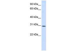 Image no. 1 for anti-RNA Binding Motif Protein 7 (RBM7) (Middle Region) antibody (ABIN2779094)