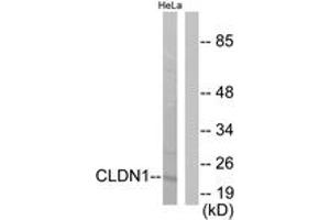 Image no. 1 for anti-Claudin 1 (CLDN1) (AA 162-211) antibody (ABIN1533224)