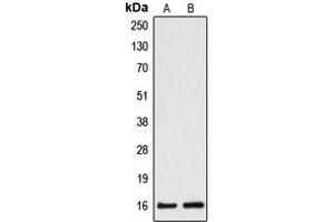 Image no. 3 for anti-Cytochrome B5 Type A (Microsomal) (CYB5A) (Center) antibody (ABIN2705973)