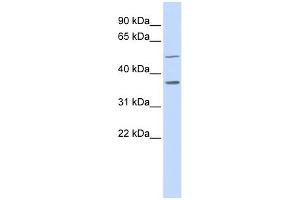 Image no. 1 for anti-Prostaglandin Reductase 2 (PTGR2) (Middle Region) antibody (ABIN631563)