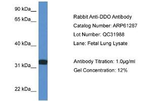 Image no. 1 for anti-D-Aspartate Oxidase (DDO) (C-Term) antibody (ABIN2788753)