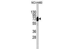 Image no. 1 for anti-Cadherin 10, Type 2 (T2-Cadherin) (CDH10) (C-Term) antibody (ABIN357003)