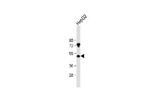 Anti-USP27X Antibody (N-term) at 1:2000 dilution + HepG2 whole cell lysate Lysates/proteins at 20 μg per lane.