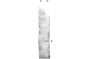 Western blot using  affinity purified anti-histone H2AvD pS137 antibody shows detection of a band at ~15 kDa corresponding to phosphorylated H2AvD (lane 2 arrow-head).