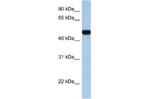 anti-Solute Carrier Family 25, Member 46 (SLC25A46) (C-Term) antibody