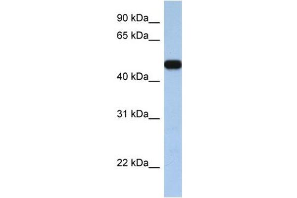 anti-Solute Carrier Family 25, Member 46 (SLC25A46) (C-Term) antibody