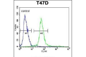 Image no. 3 for anti-Potassium Channel Tetramerisation Domain Containing 12 (KCTD12) (AA 242-269) antibody (ABIN5538847)