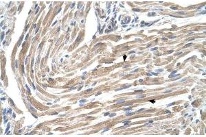Image no. 2 for anti-Microsomal Glutathione S-Transferase 2 (MGST2) antibody (ABIN5583497)