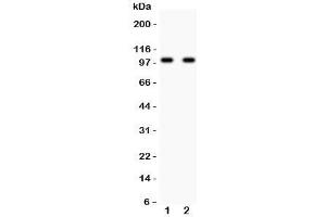Image no. 1 for anti-Glutamate Receptor, Ionotropic, AMPA 2 (GRIA2) (AA 25-360) antibody (ABIN3031067)