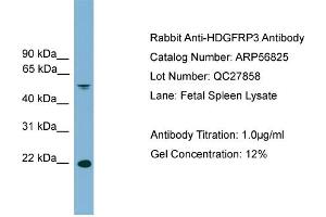 Image no. 1 for anti-Hepatoma-Derived Growth Factor-Related Protein 3 (HDGFRP3) (Middle Region) antibody (ABIN2786922)