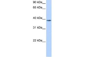 NUDT13 anticorps  (N-Term)