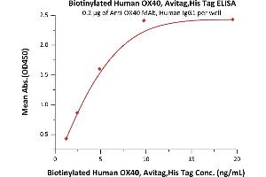 Immobilized A MAb, Human IgG1 at 2 μg/mL (100 μL/well) can bind Biotinylated Human OX40, Avitag,His Tag (ABIN5526607,ABIN5526608) with a linear range of 1-5 ng/mL (QC tested).