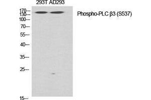 Image no. 2 for anti-phospholipase C, beta 3 (Phosphatidylinositol-Specific) (PLCB3) (pSer537) antibody (ABIN3182591)