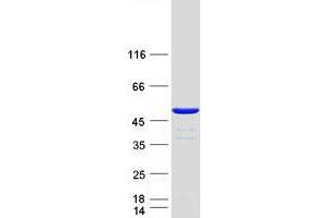 Image no. 1 for Craniofacial Development Protein 1 (CFDP1) protein (Myc-DYKDDDDK Tag) (ABIN2713937)