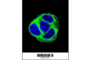 Image no. 2 for anti-Exocyst Complex Component 3-Like 1 (EXOC3L1) (AA 652-680), (C-Term) antibody (ABIN655213)
