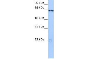 anti-Lin-9 Homolog (LIN9) (N-Term) antibody