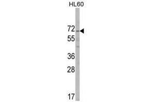 Image no. 1 for anti-AlkB, Alkylation Repair Homolog 8 (ALKBH8) (C-Term) antibody (ABIN452732)
