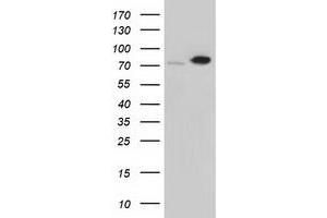 Image no. 3 for anti-Sorting Nexin 9 (SNX9) antibody (ABIN2732424)