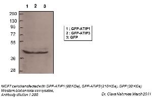 Image no. 3 for anti-Microtubule Associated Tumor Suppressor 1 (MTUS1) (N-Term) antibody (ABIN2781854)