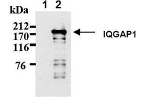 Image no. 2 for anti-IQ Motif Containing GTPase Activating Protein 1 (IQGAP1) antibody (ABIN487492)