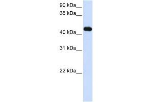 MKRN2 antibody used at 1 ug/ml to detect target protein.