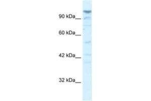 Image no. 1 for anti-La Ribonucleoprotein Domain Family, Member 1B (LARP1B) antibody (ABIN2460977)