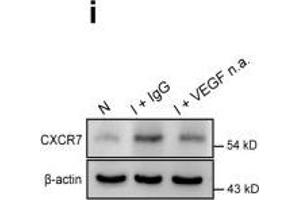 Image no. 12 for anti-Chemokine (C-X-C Motif) Receptor 7 (CXCR7) (Internal Region) antibody (ABIN2857021)
