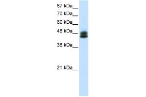 Image no. 2 for anti-Zinc Finger Protein 785 (ZNF785) (C-Term) antibody (ABIN2775096)