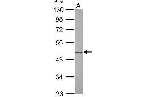 Image no. 4 for anti-Succinate-CoA Ligase, GDP-Forming, beta Subunit (SUCLG2) (Center) antibody (ABIN2856470)