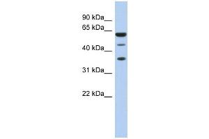 Image no. 1 for anti-RD RNA Binding Protein (RDBP) (N-Term) antibody (ABIN633203)