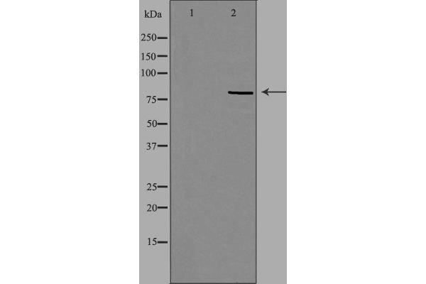 anti-Ring Finger and WD Repeat Domain 3 (RFWD3) (N-Term) antibody