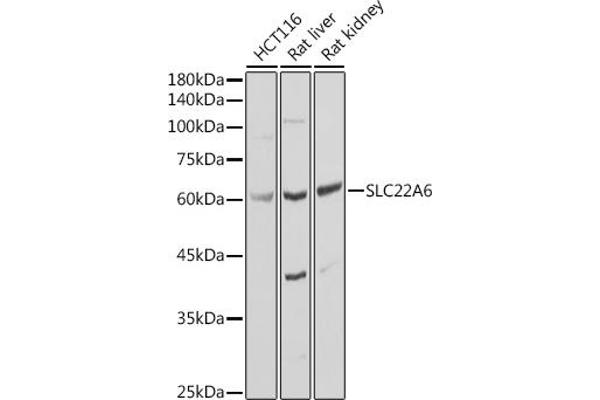 SLC22A6 Antikörper