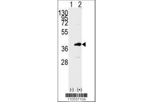 Image no. 1 for anti-PDZ Binding Kinase (PBK) (AA 286-317), (C-Term) antibody (ABIN391245)