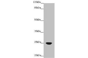 Western blot All lanes: FAM3C antibody at 4 μg/mL + A431 whole cell lysate Secondary Goat polyclonal to rabbit IgG at 1/10000 dilution Predicted band size: 25 kDa Observed band size: 25 kDa