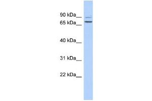 Image no. 1 for anti-Taperin (TPRN) (Middle Region) antibody (ABIN2786321)